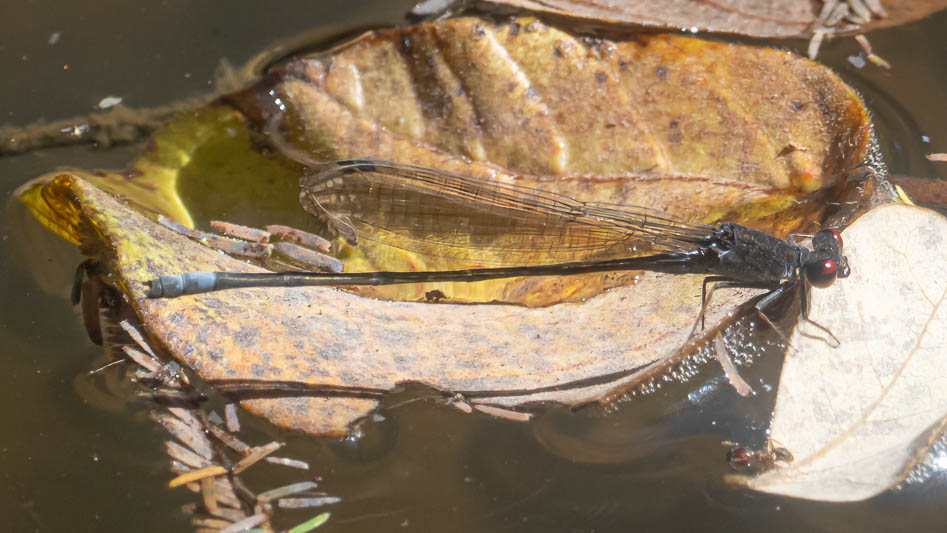 Pseudagrion hamoni (Swarthy Sprite) male 2.jpg